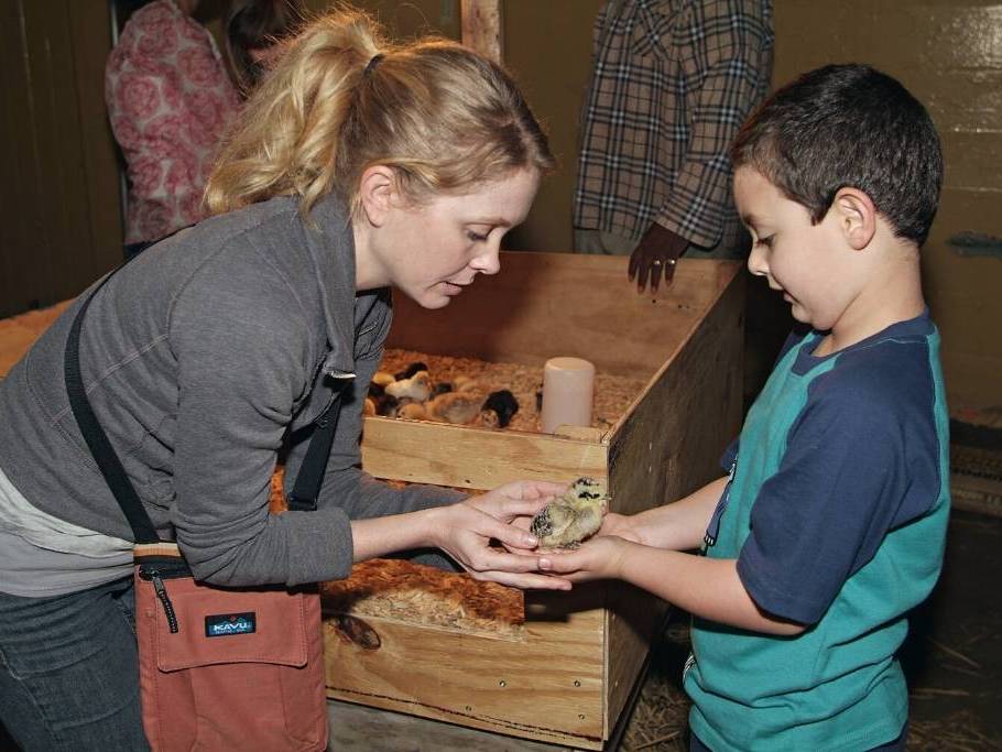 Person hands child chick