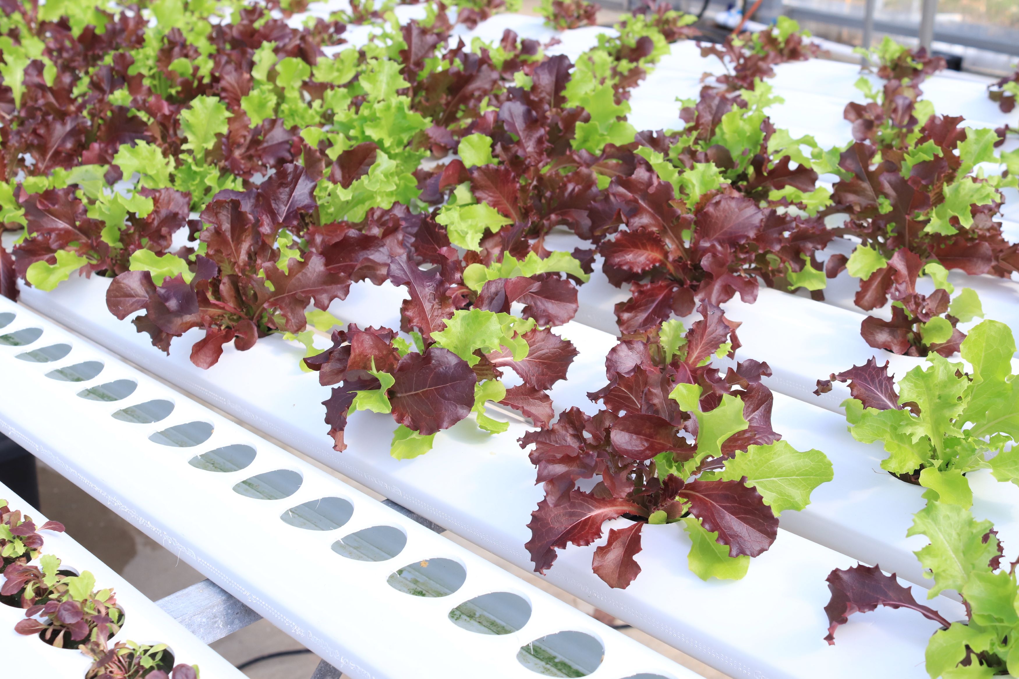 hydroponic lettuce