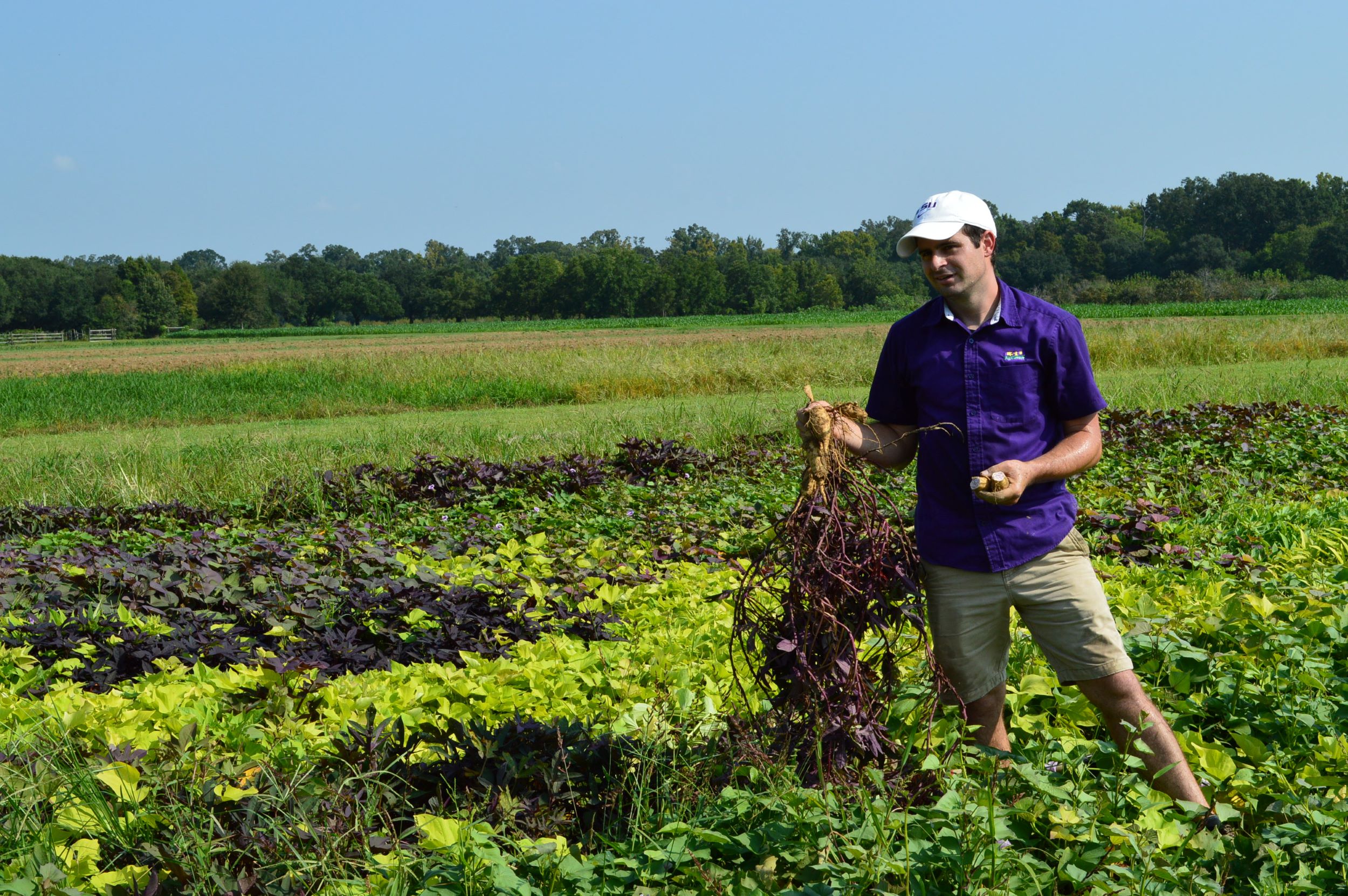 person stands in field of sweet potatoes