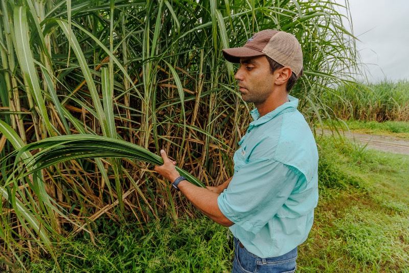 Extension Agent Inspecting Agriculture 