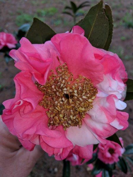 pink and white flower