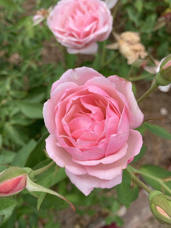 two pink roses