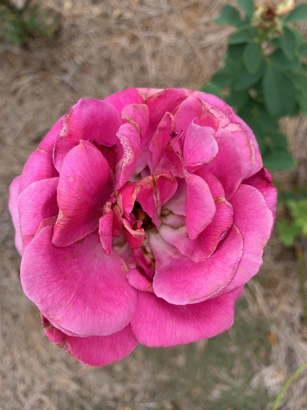 pink rose