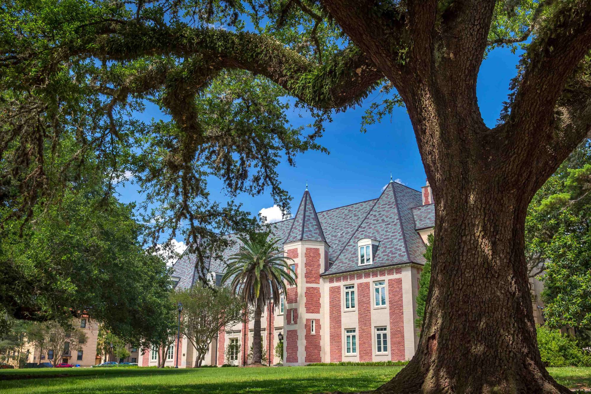 An oak tree stands before the French House.