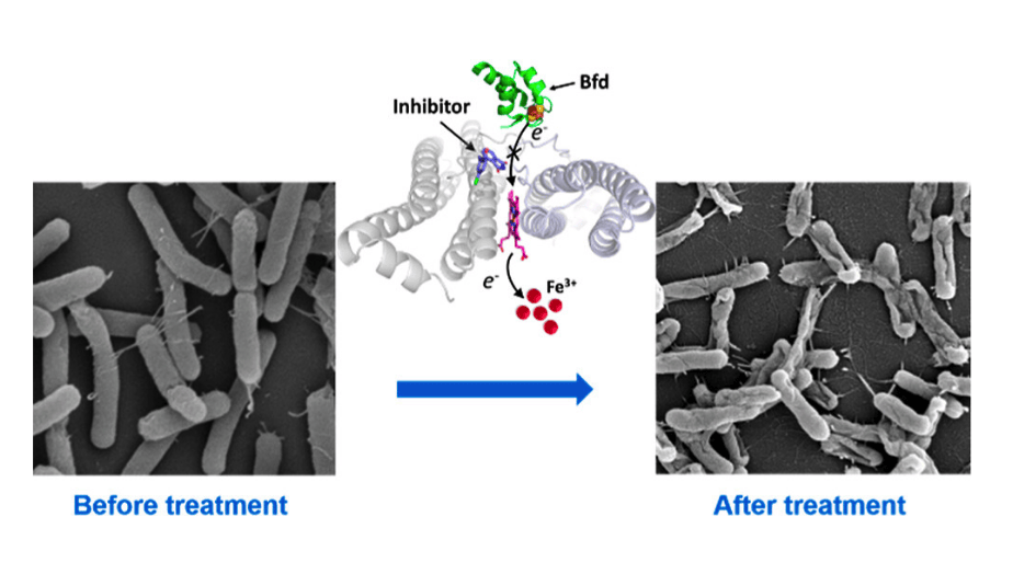 Bfd graphical abstract