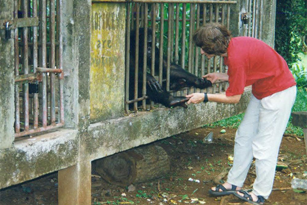 Dr. Speede examining chimpanzee