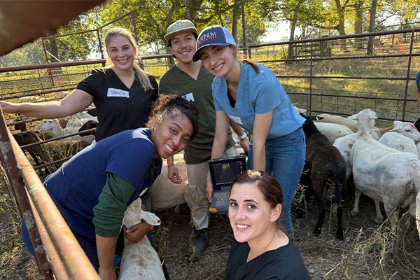 students in a paddock with sheep